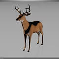 Deer With Brown Coat And Large Antlers Standing On Black Background With Reflection 3d model