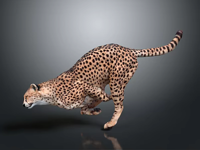 Cheetah With Spotted Coat Running In Dynamic Pose On Gray Background 3d model