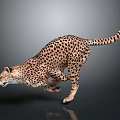 Cheetah With Spotted Coat Running In Dynamic Pose On Gray Background