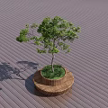 Round Wooden Stool With Tree Planter On Wooden Floor Blue Sky
