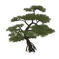 New Landscape Tree Welcome Pine Garden Tree Pine Tree 3d model