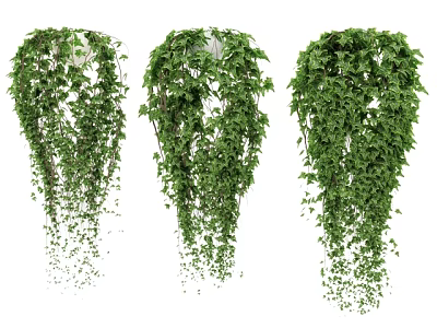 Three Lush Green Hanging Vines With Cascading Leaves For Indoor Decor 3d model