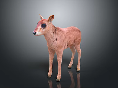 Cute Pinkish Fawn With Black Eye Patches Standing On Reflective Dark Surface 3d model