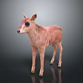 Cute Pinkish Fawn With Black Eye Patches Standing On Reflective Dark Surface