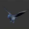 Blue Flying Pigeon With Spread Wings And Pink Feet On Shiny Dark Background