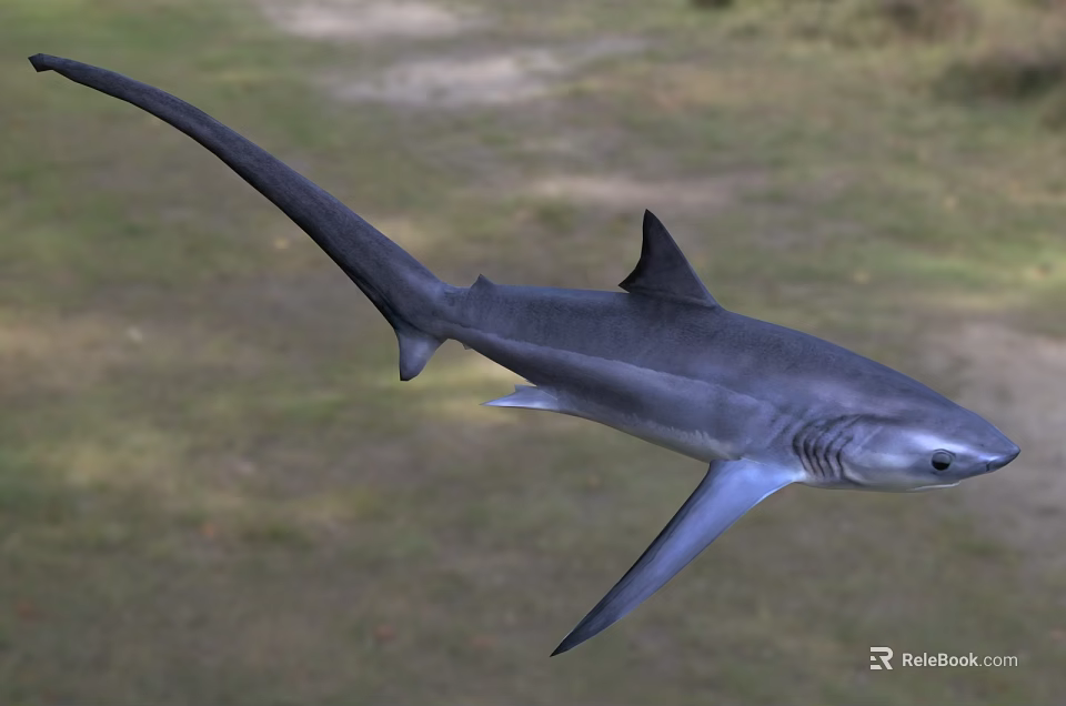 Aquatic Animal Shark Swimming In Marine Habitat With Streamlined Body And Fins 3d model 