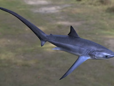 Aquatic Animal Shark Swimming In Marine Habitat With Streamlined Body And Fins 3d model
