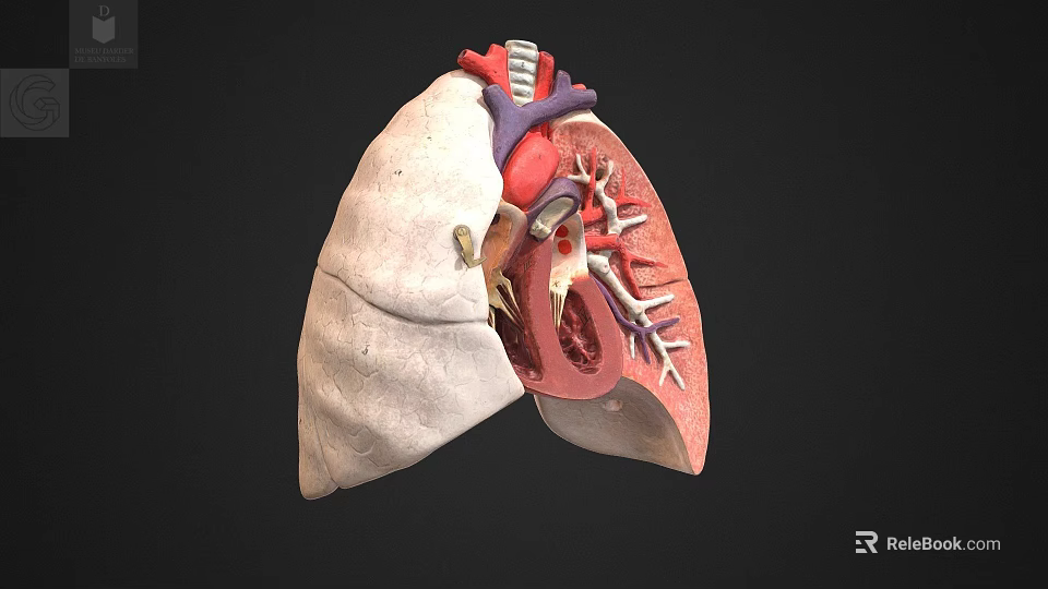 Chest Organs 3D Anatomical Model Showing Lung Heart And Blood Vessels Structure 3d model 