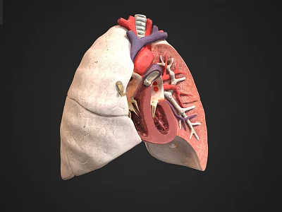 Chest Organs 3D Anatomical Model Showing Lung Heart And Blood Vessels Structure 3d model