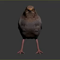 Brown Red Bird With Orange Beak Pink Legs Standing On Dark Background