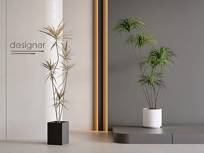 Indoor Bonsai Potted Plants With Square Black And Cylindrical White Planters In Modern Designer Interior 3d model