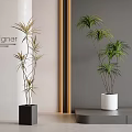 Indoor Bonsai Potted Plants With Square Black And Cylindrical White Planters In Modern Designer Interior