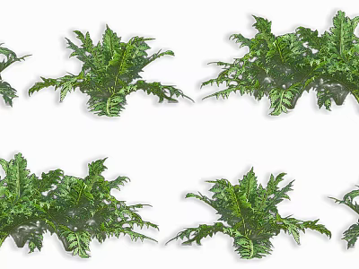 Lush Green Fern Shrubs with Dense Foliage Vibrant Leaves Arranged in Multiple Clusters 3d model