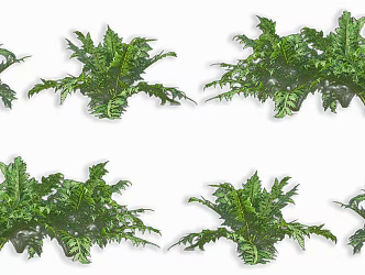 Artichoke French Lily Lotus Lily Vegetable Seedling Wild Vegetable Plant 3d model