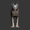 Gray Tabby Cat Standing On Dark Reflective Surface With Alert Expression 3d model