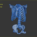 Anatomical Medical Device Human Skeleton Model with Thorax Spine and Pelvis