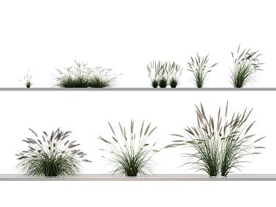 Various Herbaceous Grasses On White Shelves With Slender Leaves And Purple Spikelets 3d model