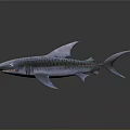 Striped Tiger Shark With Sharp Teeth And Gray Blue Skin In Dark Background