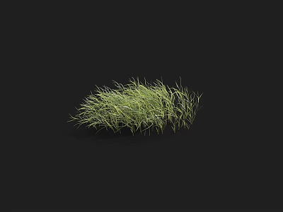 Lush Natural Green Grass Clump with Fine Blades Growing on Black Background 3d model