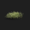 Lush Natural Green Grass Clump with Fine Blades Growing on Black Background