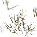 Different Arbor Tree Varieties With Diverse Branch Structures and Natural Growth Forms 3d model