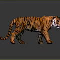 3D Rendered Orange Striped Tiger Walking On Gray Background With Detailed Fur