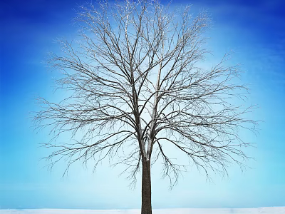 Tall Leafless Arbor Standing Against Blue Sky With Snowy Ground 3d model