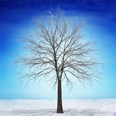 Tall Leafless Arbor Standing Against Blue Sky With Snowy Ground 3d model