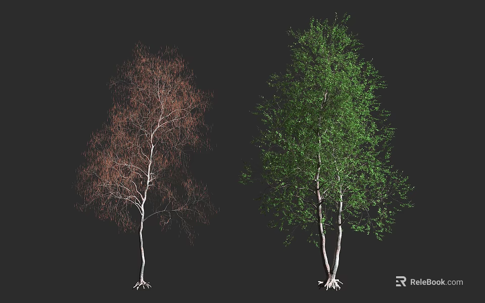 Birch Trees With Brown Deciduous And Green Foliage White Trunks Visible Roots Against Black Background 3d model 
