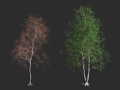 Birch Trees With Brown Deciduous And Green Foliage White Trunks Visible Roots Against Black Background 3d model
