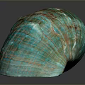 Turquoise and Brown Striped Conch Shell with Textured Surface on Dark Background 3d model
