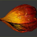 Red and Yellow Gradient Physalis Fruit With Heart Shaped Texture On Gray Background And Reflection 3d model