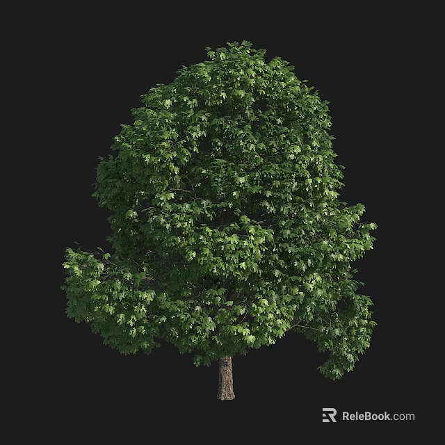 Lush Green Arbor With Full Canopy Healthy Leaves And Tall Strong Trunk 3d model 