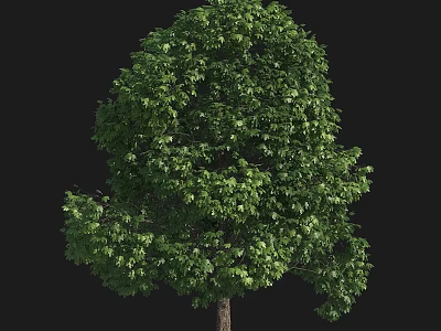 Lush Green Arbor With Full Canopy Healthy Leaves And Tall Strong Trunk 3d model