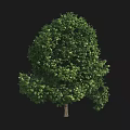 Lush Green Arbor With Full Canopy Healthy Leaves And Tall Strong Trunk