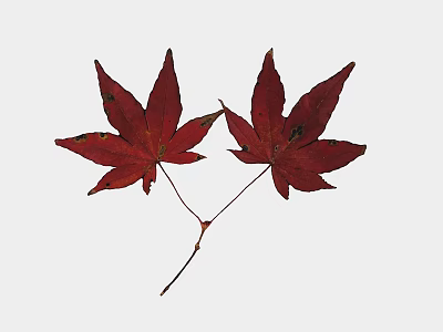 Two Vibrant Red Maple Leaves Isolated on Bright White Background 3d model