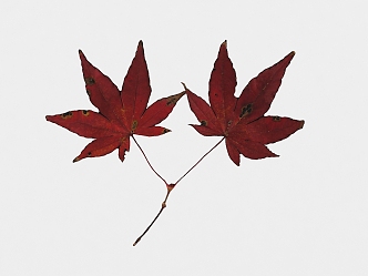 modern maple leaf leaves maple leaves 3d model