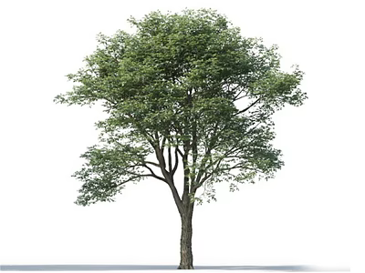 Arbor Tree With Dense Green Leaves And Brown Trunk Isolated On White 3d model