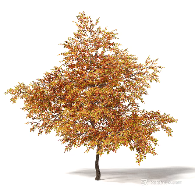 Tall Deciduous Tree with Vibrant Orange and Yellow Autumn Leaves 3d model 