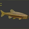 Vibrant Striped Fish Featuring Pink Yellow Red Body And Shiny Reflection