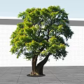 Lush Green Arbor with Thick Trunk Two Main Branches Against Light Wall and Blue Sky