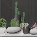 Modern Potted Plants Display With Cactus Succulents And Lavender In Stone Ceramic White Gray Pots