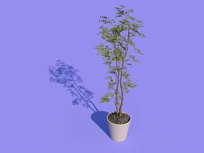 Bonsai Potted Plant With Green Leaves Brown Trunk In White Pot On Purple Background 3d model