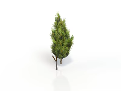 Lush Evergreen Plant With Dense Green Foliage Isolated On White Background 3d model