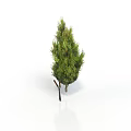 Lush Evergreen Plant With Dense Green Foliage Isolated On White Background