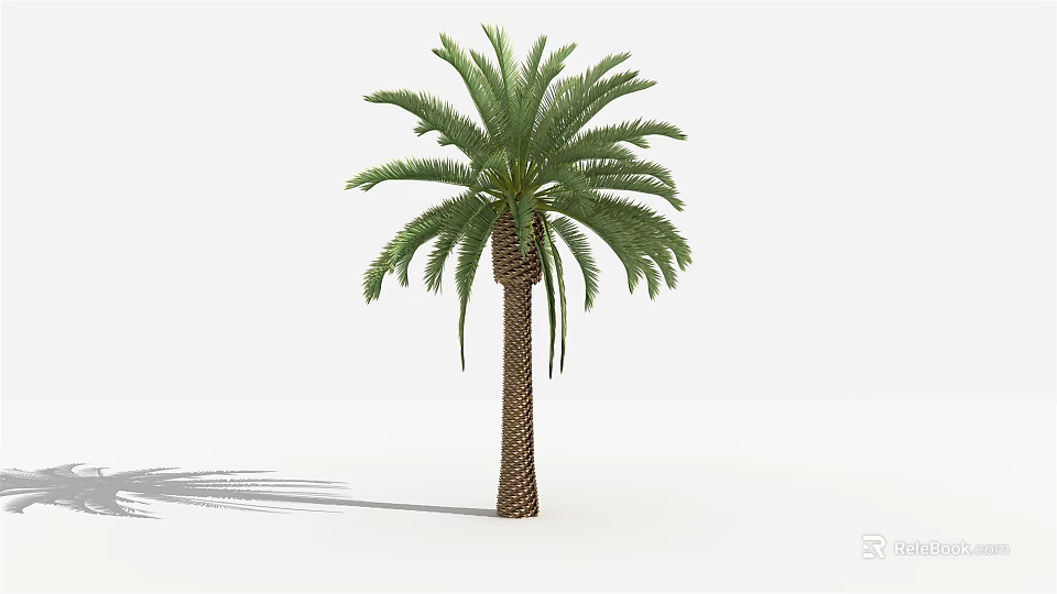 Tall Green Palm Tree With Textured Trunk And Feathery Fronds In White Background 3d model 