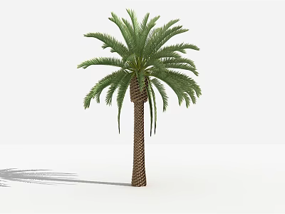 Tall Green Palm Tree With Textured Trunk And Feathery Fronds In White Background 3d model
