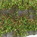 Lush Green Plant Wall with Diverse Foliage and Vibrant Leaves for Natural Decoration