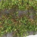 Modern Plant Wall Climbing Vines on the Wall 3d model