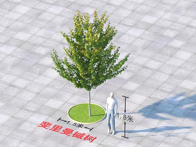 Professional Commercial Equipment For Measuring Chuili Man Maple Tree 1.8 Meters Height In Landscaping 3d model
